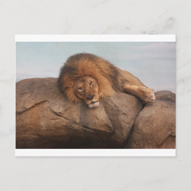 Carte Postale Lion Awsome (Devant)