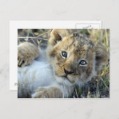 Carte Postale Lion Baby (Devant / Derrière)