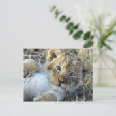 Carte Postale Lion Baby (Debout devant)