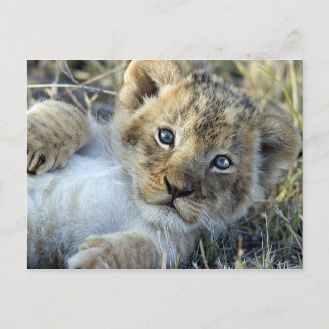 Carte Postale Lion Baby (Devant)