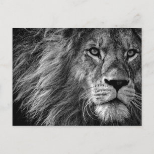 Carte Postale Lion Black & White
