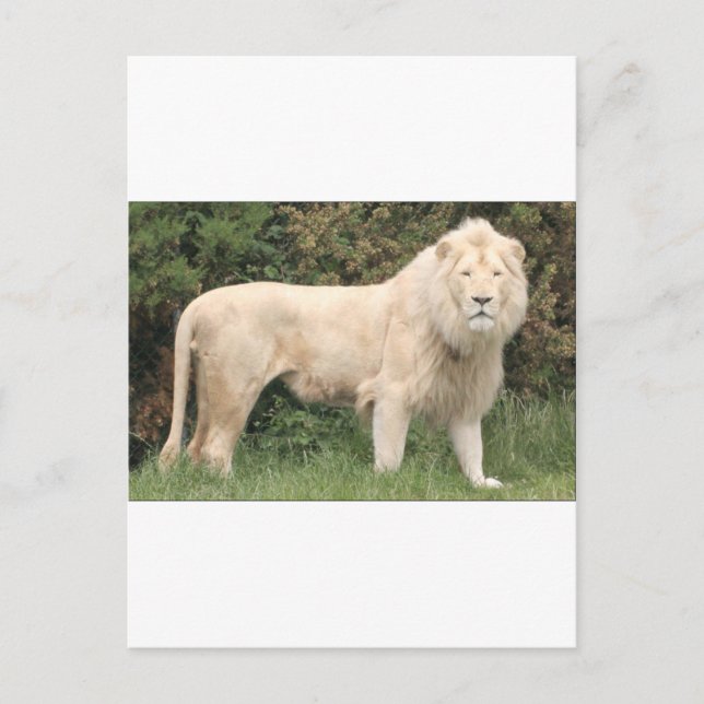 Carte Postale Lion Blanc Majestueux (Devant)
