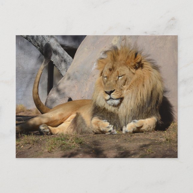 Carte Postale Lion couché (Devant)