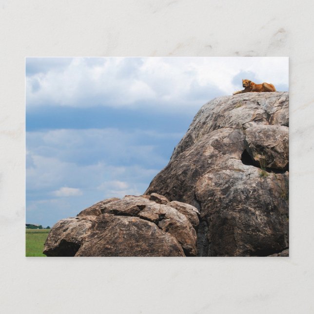 Carte Postale lion couché sur un gros rocher en Tanzanie Afrique (Devant)