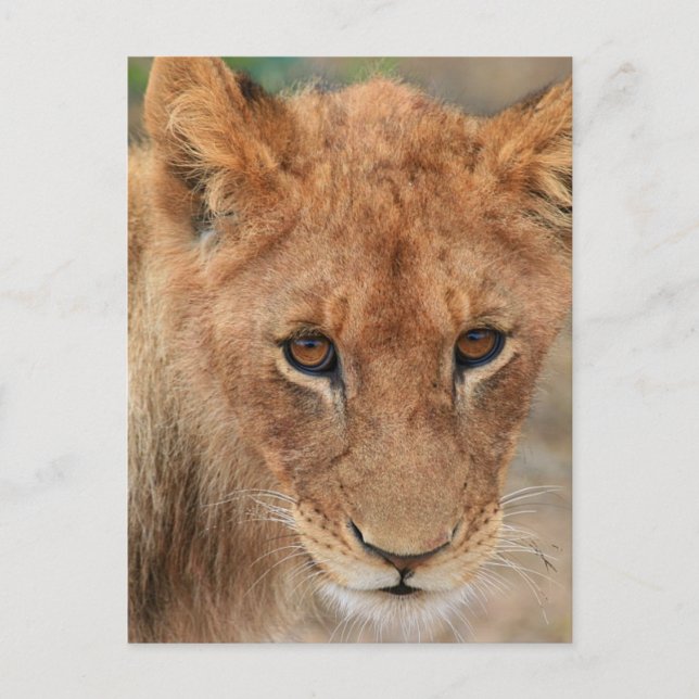 Carte Postale Lion Cub (Devant)