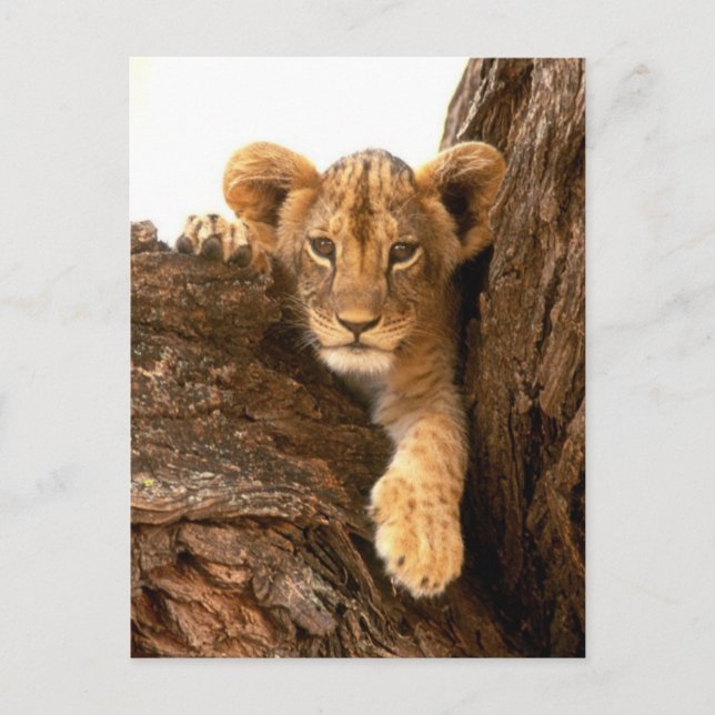 Carte Postale Lion Cub (Devant)