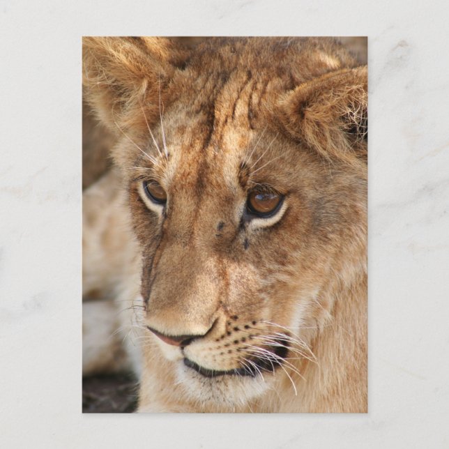 Carte Postale Lion Cub (Devant)