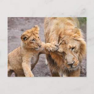 Carte Postale Lion Cub Jouer avec son parent