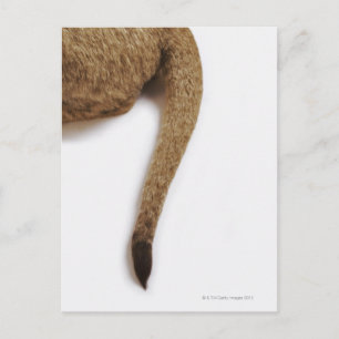 Carte Postale Lion cub (Panthera leo) contre blanc