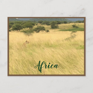 Carte Postale Lion d'Afrique au Kenya Afrique