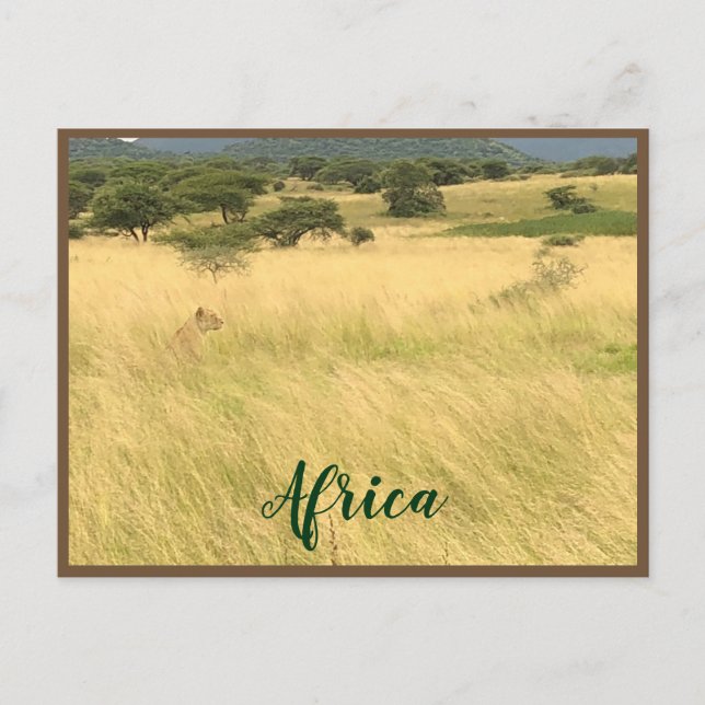 Carte Postale Lion d'Afrique au Kenya Afrique (Devant)