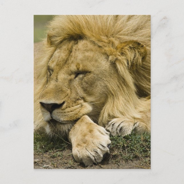 Carte Postale Lion d'Afrique, Panthera leo, allongé endormi (Devant)