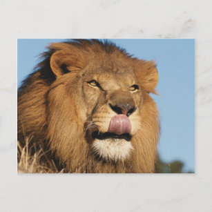 Carte Postale Lion d'Afrique (Panthera Leo), savane africaine