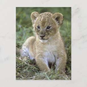 Carte Postale lion d'Afrique, Panthera leo), Tanzanie,