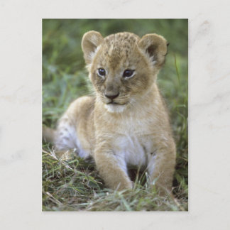 Carte Postale lion d'Afrique, Panthera leo), Tanzanie,
