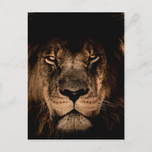Carte Postale lion d'afrique yeux fermés