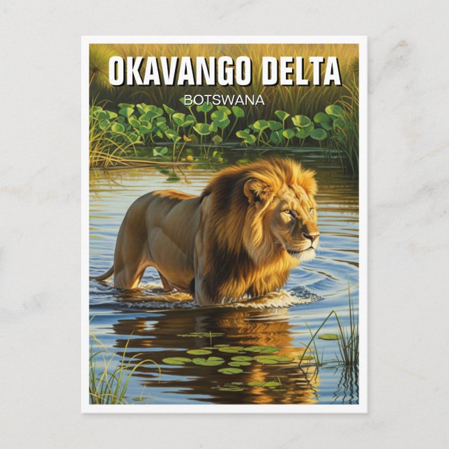 Carte Postale Lion dans le delta de l'Okavango Botswana (Devant)
