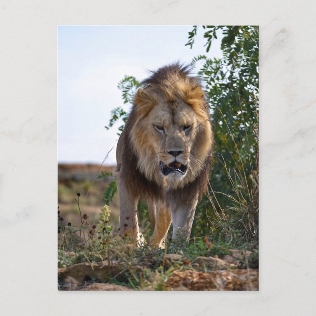 Carte Postale Lion de face marchant sur l'herbe (Devant)