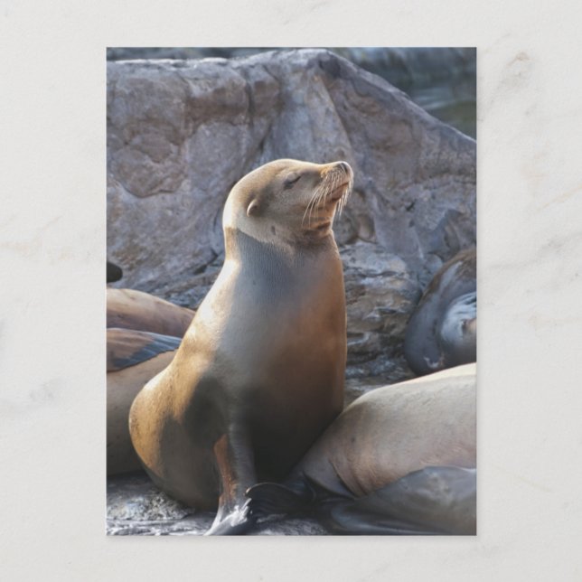 Carte Postale Lion de mer (Devant)