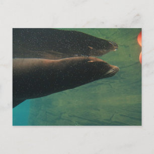 Carte Postale Lion de mer