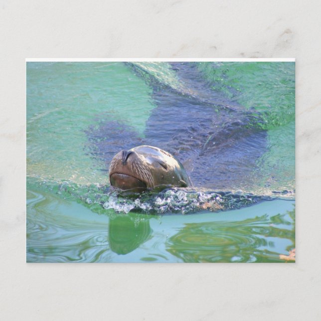 Carte Postale Lion de mer ; Dans la nage des objets ! (Devant)