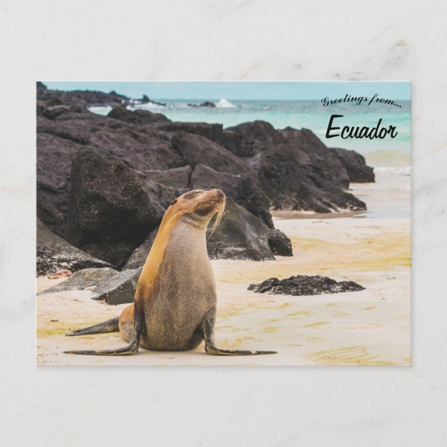 Carte Postale Lion de mer dans les îles Galapagos Equateur (Devant)