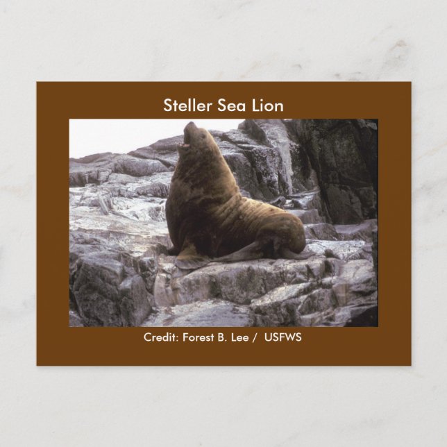 Carte Postale Lion de mer de Steller (Devant)