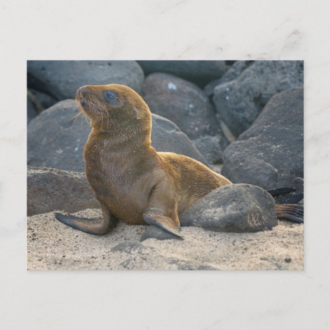 Carte Postale Lion de mer des Galapagos (Devant)