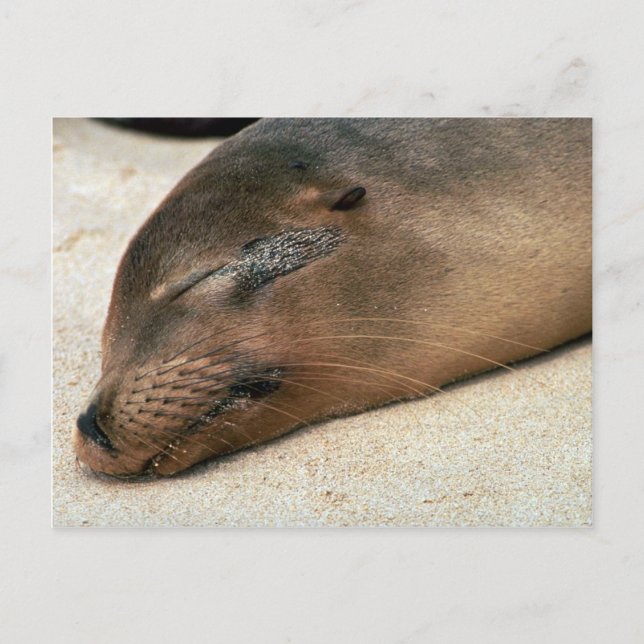 Carte Postale Lion de mer des Galapagos (Devant)