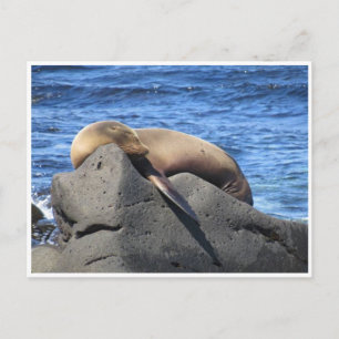 Carte Postale lion de mer galapagos
