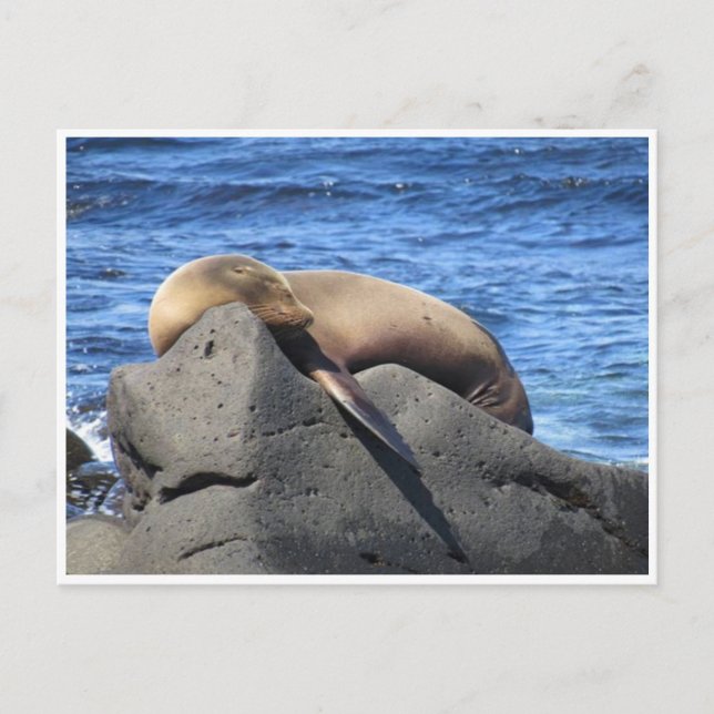Carte Postale lion de mer galapagos (Devant)