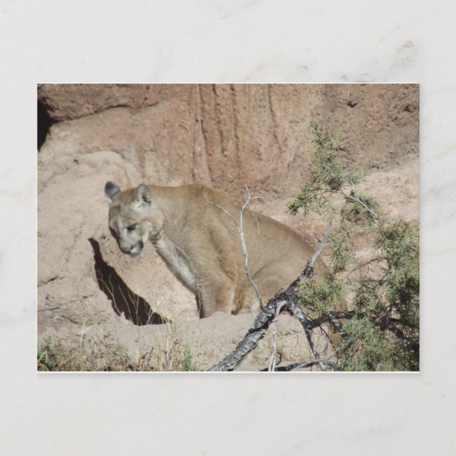 Carte Postale Lion de montagne (Devant)