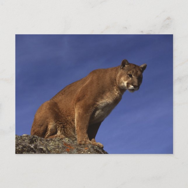 Carte Postale Lion de montagne (Devant)