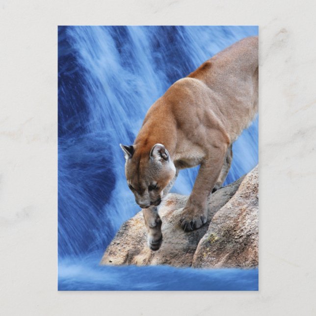 Carte Postale Lion de montagne à la cascade (Devant)