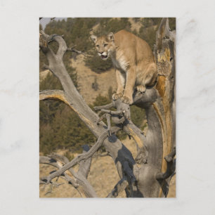 Carte Postale Lion de montagne, aka puma, couguar ; Puma concolo