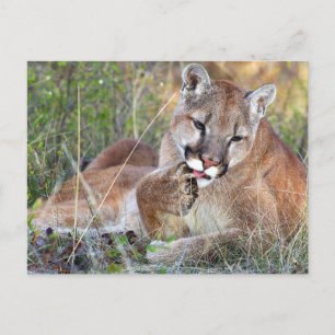 Carte Postale Lion de montagne - Hmmm
