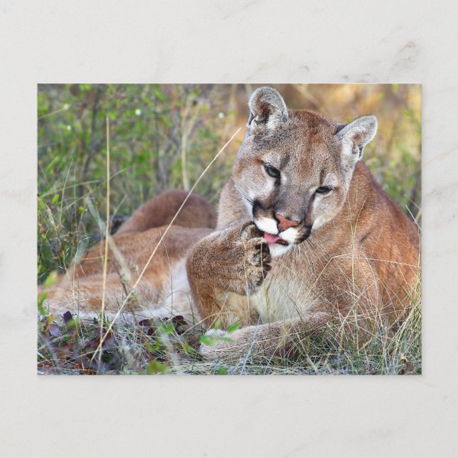 Carte Postale Lion de montagne - Hmmm (Devant)