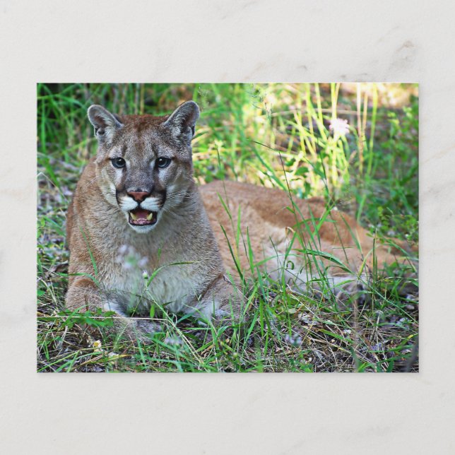 Carte Postale Lion de montagne se plaignant (Devant)
