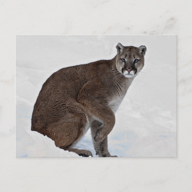 Carte Postale Lion de montagne sur le Go (Devant)