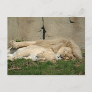 Carte Postale Lion dort ce soir dans tes bras