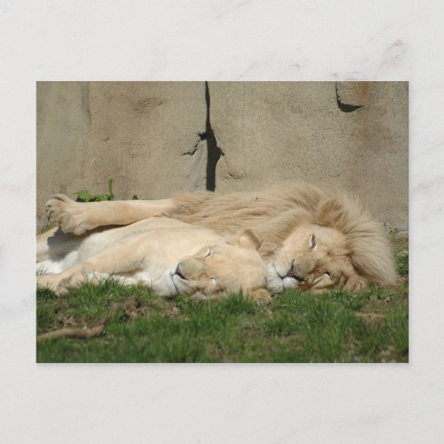 Carte Postale Lion dort ce soir dans tes bras (Devant)
