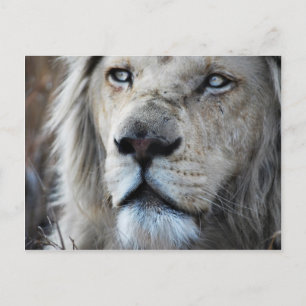 Carte Postale Lion écoute mon pouls Afrique