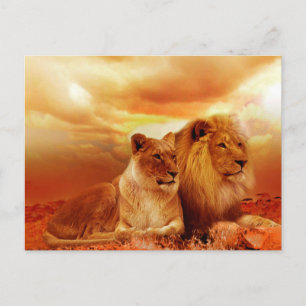 Carte Postale Lion et Lion
