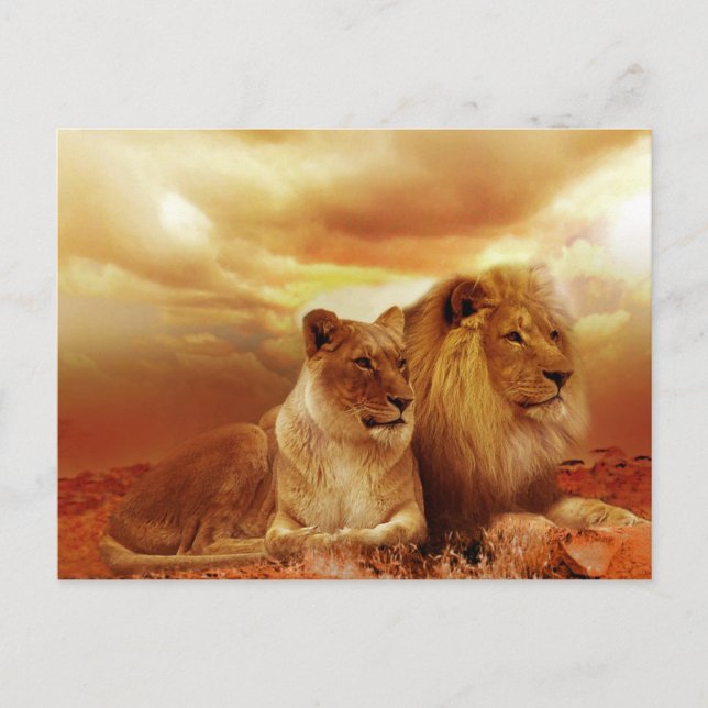 Carte Postale Lion et Lion (Devant)