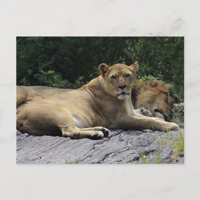 Carte Postale Lion et Lion (Devant)