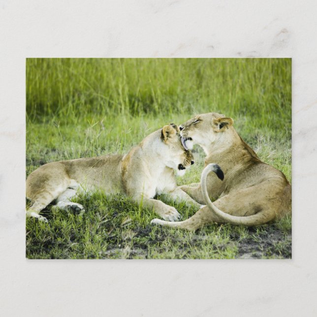 Carte Postale Lion et lionne, Afrique 2 (Devant)