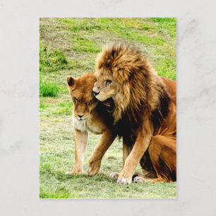Carte Postale lion et lionne maman amour