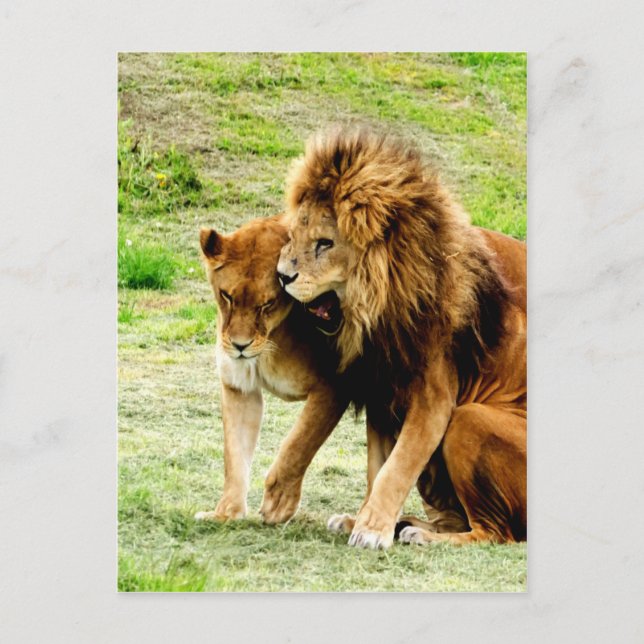 Carte Postale lion et lionne maman amour (Devant)
