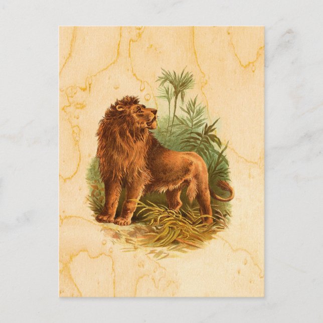 Carte Postale Lion et palmiers Vintages (Devant)