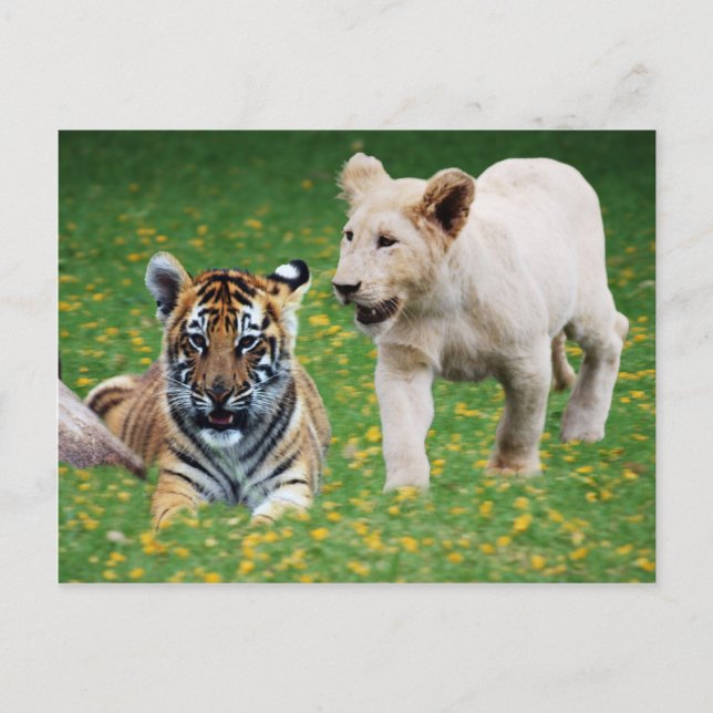 Carte Postale Lion et tigre en jeu (Devant)